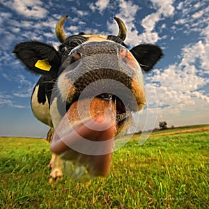 A close up of a cow's head. The cow is sticking out its tongue.