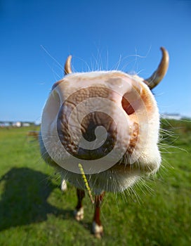 Close-up cow's mug