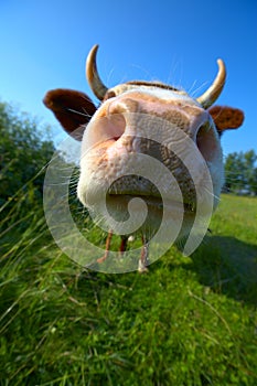 Close-up cow's mug