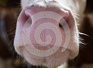 Close up of cow`s muzzle
