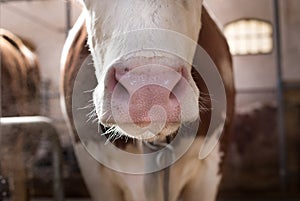 Close up of cow`s muzzle