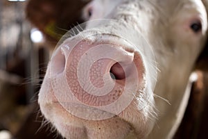 Close up of cow`s muzzle