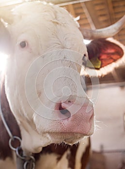 Close up of cow`s muzzle