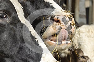 Close up of a cow`s nose and mouth, tongue licking lips and straw. Cow in stable at feeding time in a barn, mouth full hay