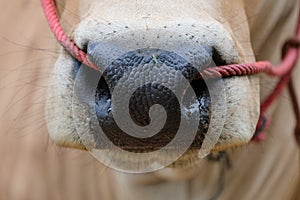 Close-up of a cow`s nose and a rope in nose, asia cow