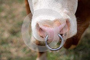 Close-up of a cow's snout with an Original Flessa Ring stretched over its nose. The cow is in the pasture