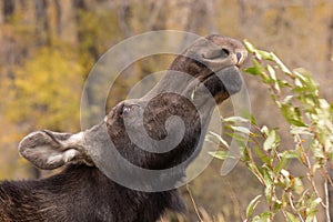 Close Up of a Cow Shiras Moose Eating