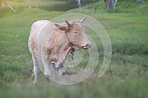 close up a cow standing on a green grass field with blurred foreground and background,filtered image,selective focus