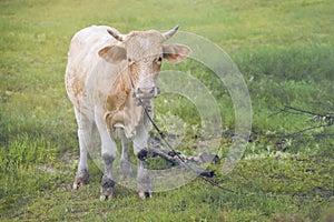 Close up a cow standing on a green grass field with blurred foreground and background,filtered image,selective focus