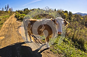 Close up of a cow at sunny day on a country road, Cemerno mountain