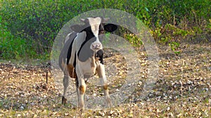 Close-up of a cow whisking flyes from its face. Portrait of a cow grazes on the lawn