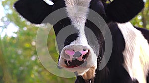 Close-up of a cow whisking flyes from its face. Portrait of a cow grazes on the lawn