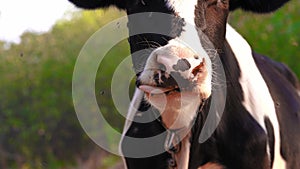 Close-up of a cow whisking flyes from its face. Portrait of a cow grazes on the lawn