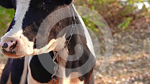 Close-up of a cow whisking flyes from its face. Portrait of a cow grazes on the lawn
