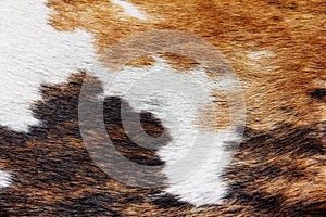 Close up of cowhide background