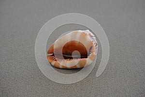 Close up of a Cowrie seashell (or Cowry shell) laying in the sand of a beach