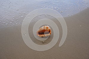 Close up of a Cowrie seashell (or Cowry shell) laying in the sand of a beach