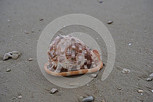 Close up of a Cowrie seashell (or Cowry shell) laying in the sand of a beach