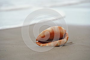 Close up of a Cowrie seashell (or Cowry shell) laying in the sand of a beach