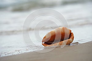 Close up of a Cowrie seashell (or Cowry shell) laying in the sand of a beach