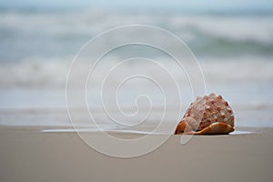 Close up of a Cowrie seashell (or Cowry shell) laying in the sand of a beach