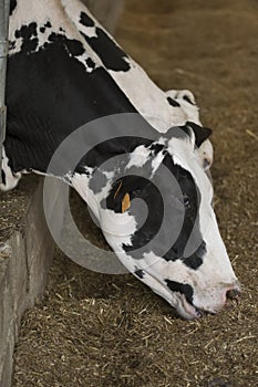 Close up of cows eating hay photo