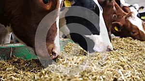 Close up cows eating silage on modern dairy farm. Long row of cattle chewing fodder at milk factory. Herd of kines