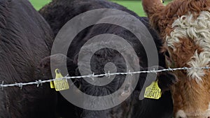 Close up of cows in field behind barbed wire fence