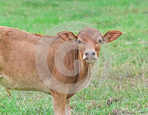 Close-up of cows head at field