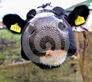 Close-up of a cows nose and face