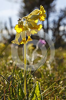 Close up at a Cowslip flower at spring
