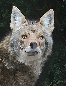 Close up of Coyote Face with Striking Eyes