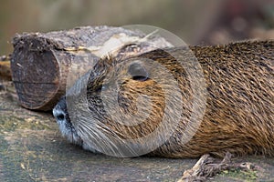 Close up of a Coypu