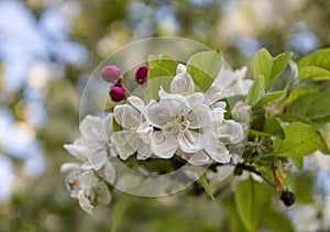 Close up of crab apple Malus `Evereste` fresh flower cluster and deep pink buds on tree branch.