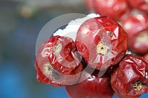 Close up of crab apples