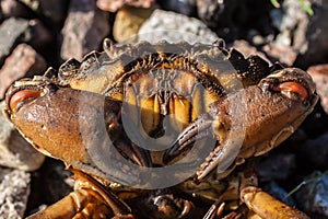 Close up on a crab with big claws