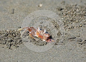 Close up of crab digging on beach photo