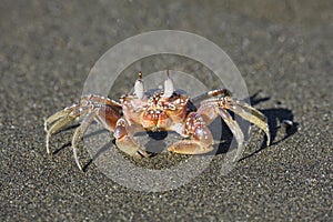 Close up of a crab on beach photo