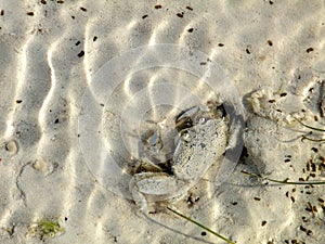 Close up of crab emerging from hole in sand, Jambiani, Zanzibar photo