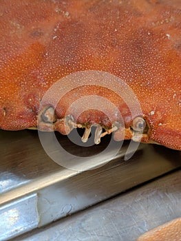 Close up of a crab shell face thats been emptied for cooking