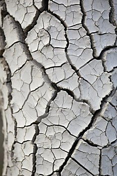 a close up of a crack in the bark of a tree