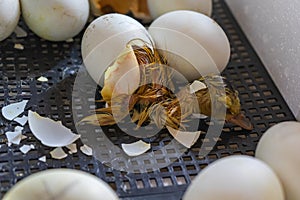Close up of crack egg duck before birth. The process of hatching from goose eggs in the incubator