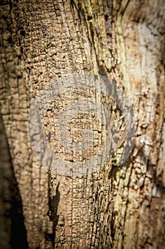 Close up cracked old rich wood texture background surface with old natural pattern. Selective focus