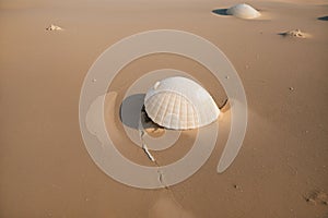 Close-up of a cracked seashell in the sand