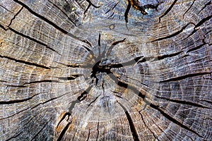 Close-up of a cracked tree stump