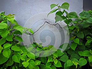 Close-up Cracked Wall Texture and Green Plants