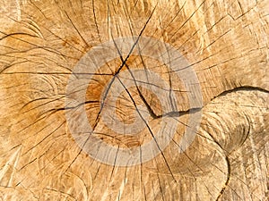 Close up Cracked Wooden Core Texture Background