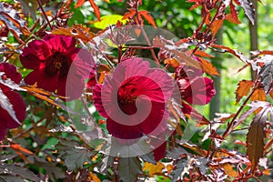 Close up of cranberry hibiscus flower