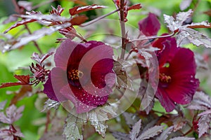 Close up of cranberry hibiscus flower