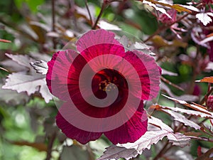 Close up of cranberry hibiscus flower